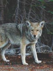 The Uncle Emperor Do The Uncle Emperor Do