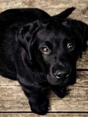 Retired War God Yang