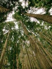 Lin Feng Lin Yun Yao