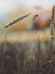 Becoming a solitary 