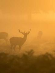 After the Divorce, I